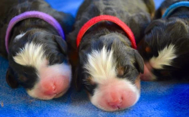 Children with puppy・高さ１５cm◇ Copen◇ Logan - F1 is a Collie and Poodle - Standard puppy for sale in